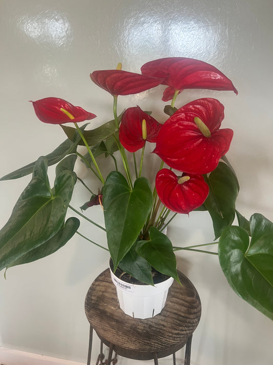 Giant Anthurium - 6in Red Unpotted