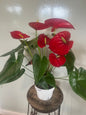 Giant Anthurium - 6in Red Unpotted
