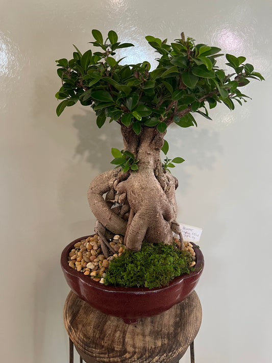 Ginseng Ficus Ceramic Pot