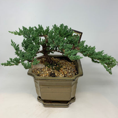 Juniper