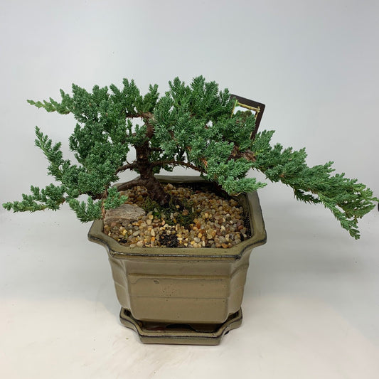 Juniper