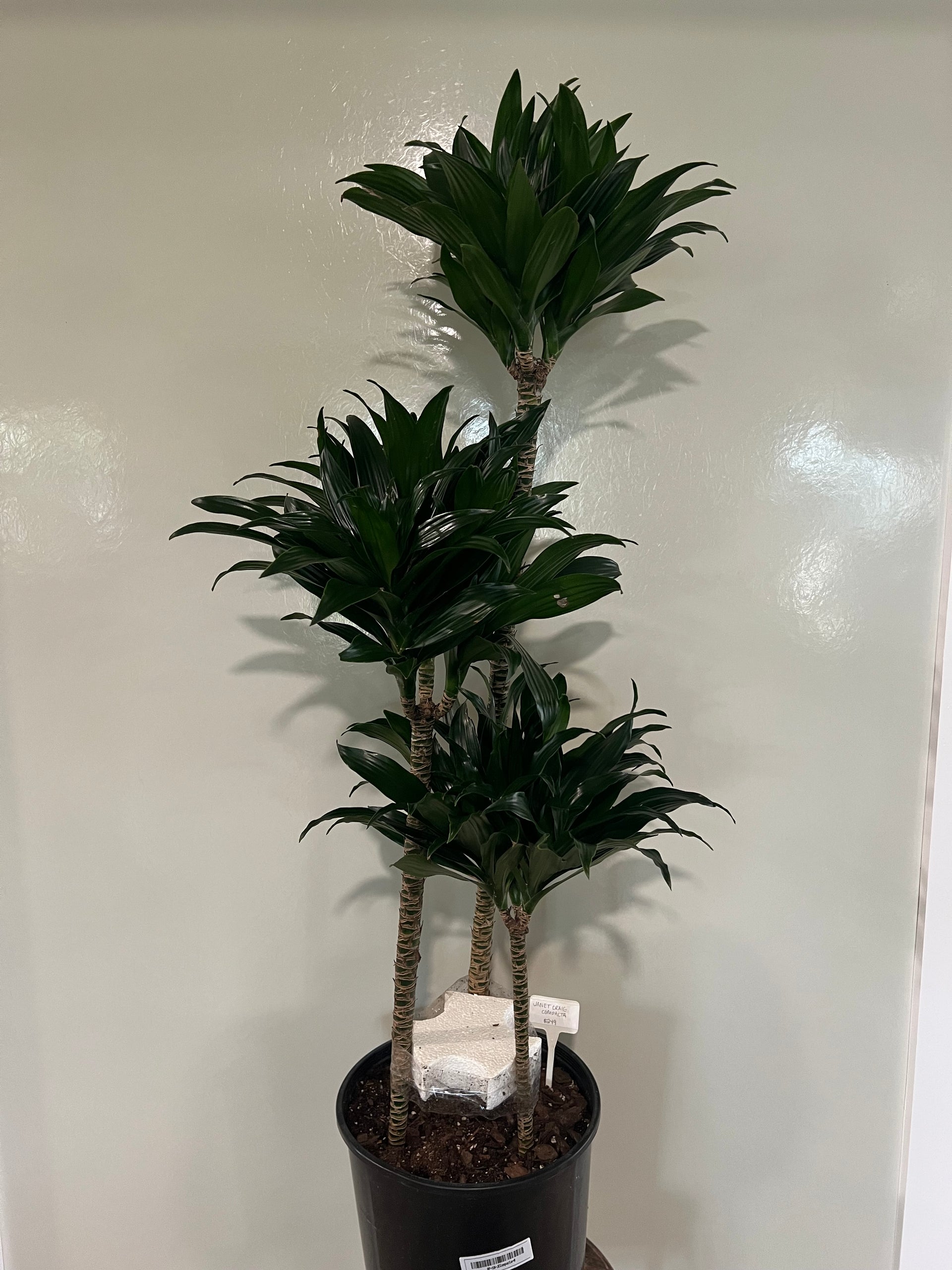 Janet Craig Compacta 4-5ft
