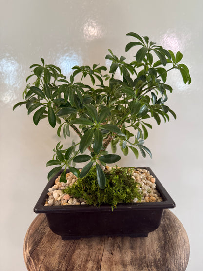 Luseane Medium Plastic Pot