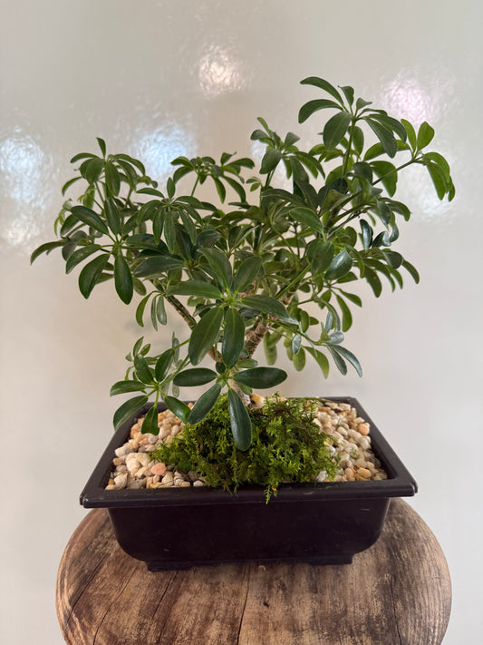 Luseane Medium Plastic Pot