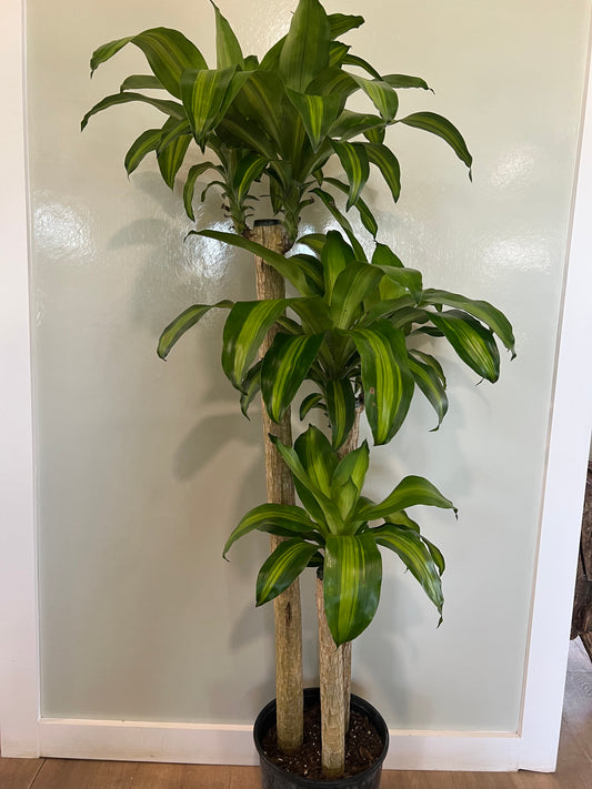 Mass Cane 4-3-2 -10in Unpotted