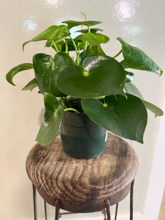 Peperomia - 6in Unpotted