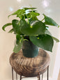 Peperomia - 6in Unpotted