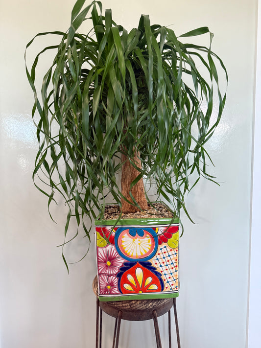 Ponytail Stump 4` - 14in Mexican Square Pot