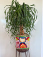 Ponytail Stump 4` - 14in Mexican Square Pot