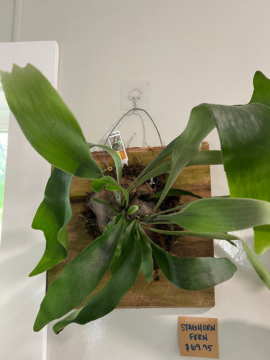 Staghorn Fern - 12in Plaque