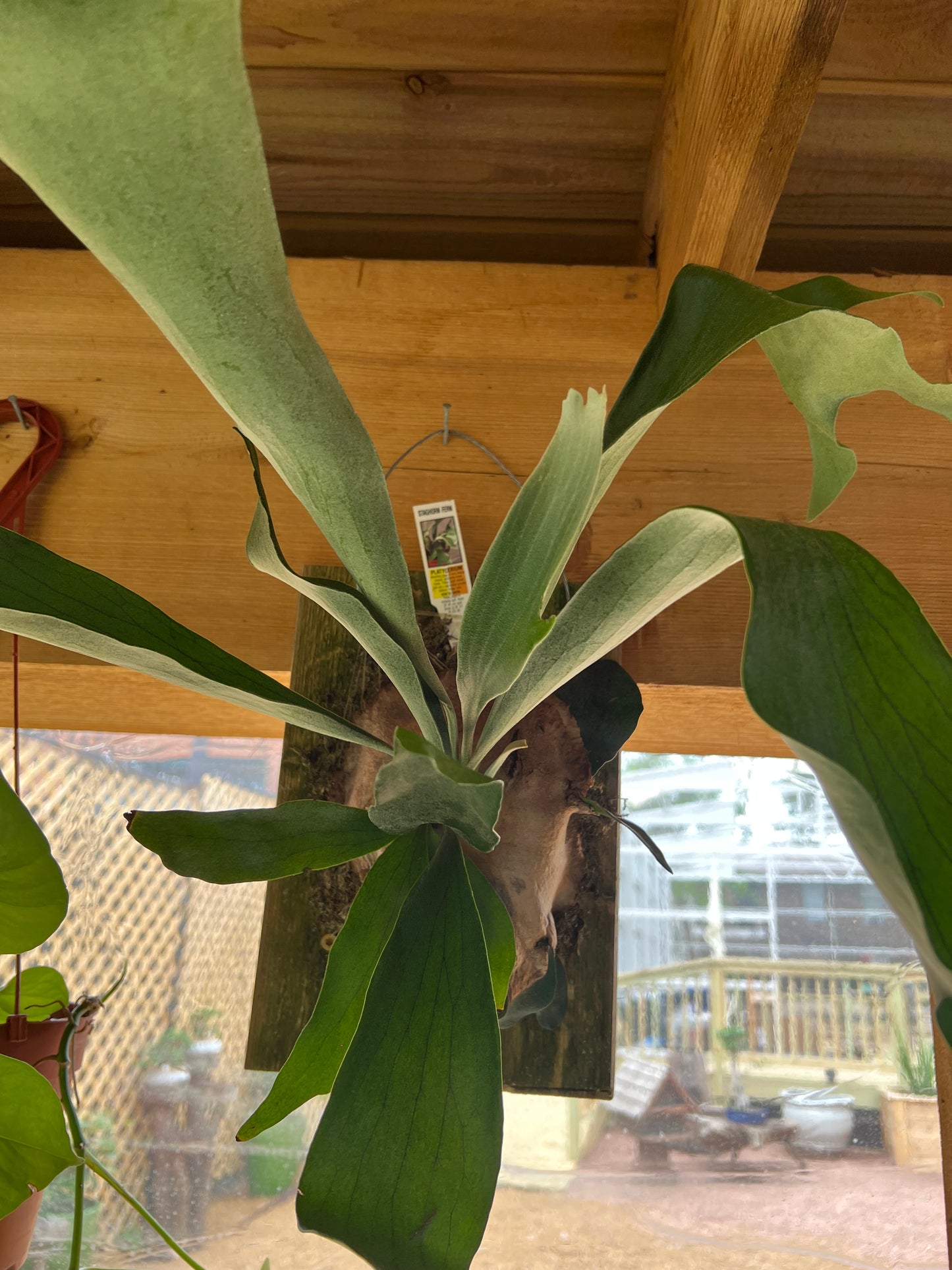Staghorn Fern - 12in Plaque