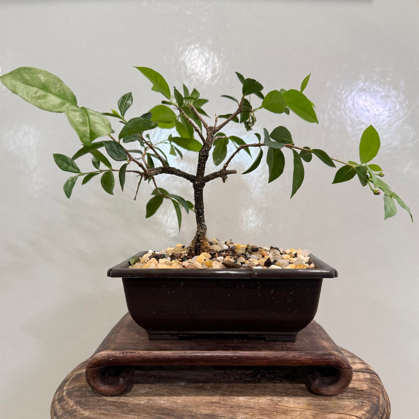 Barbados Cherry