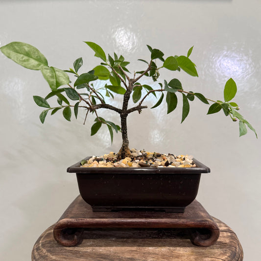 Barbados Cherry