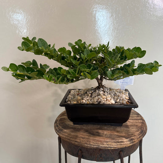 Dwarf Natal Plum