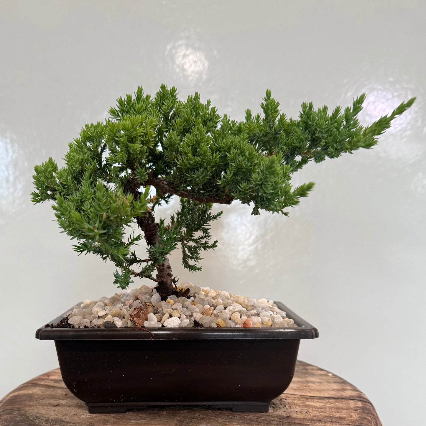 Juniper