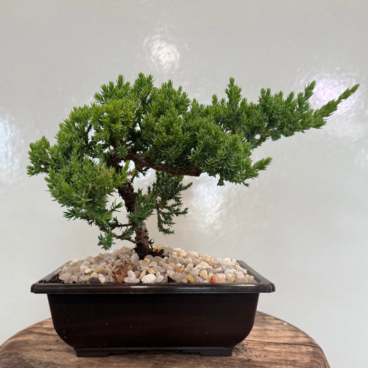 Juniper