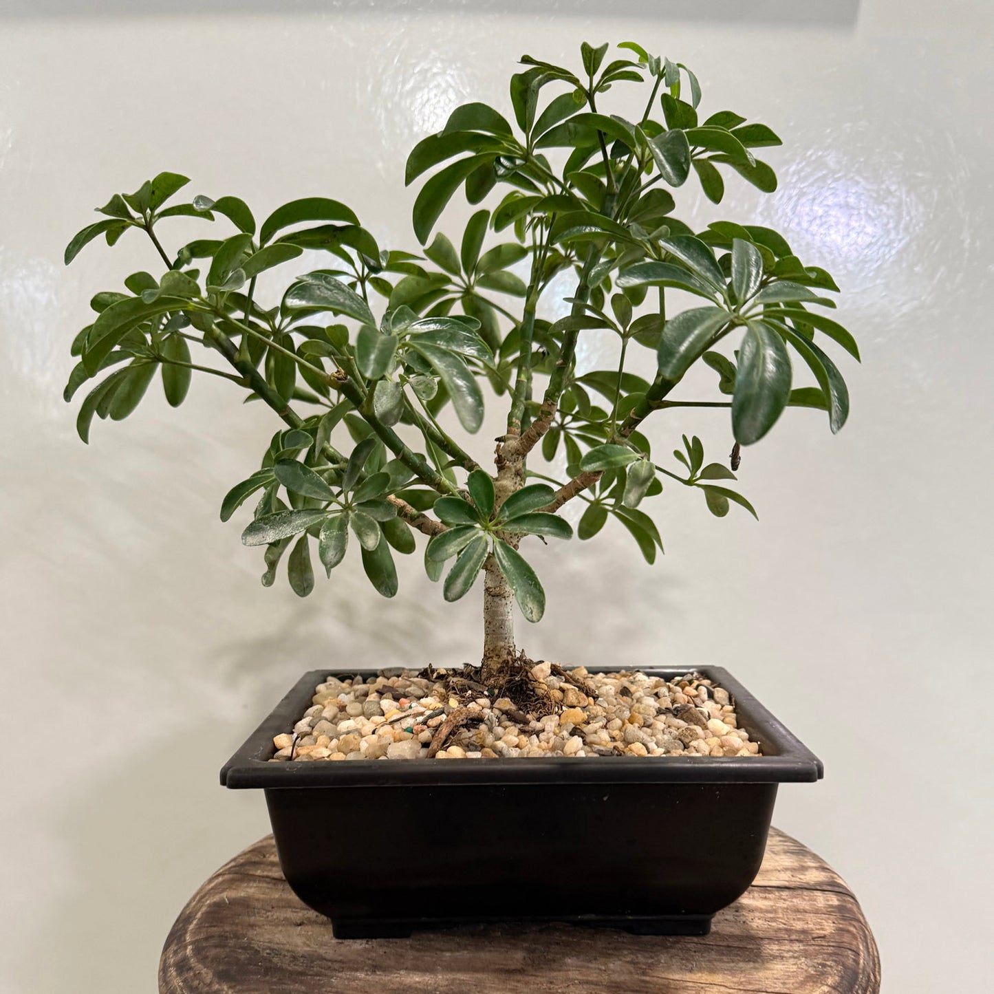 Luseane Medium Plastic Pot