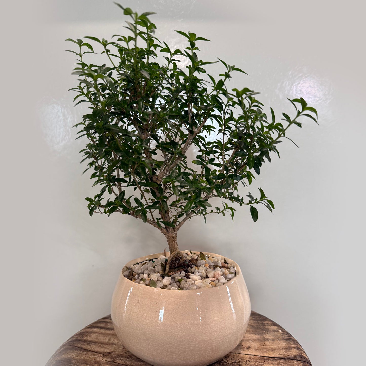 rose bonsai tree for sale Snow Rose – Sunshine Bonsai, Plants & Gifts