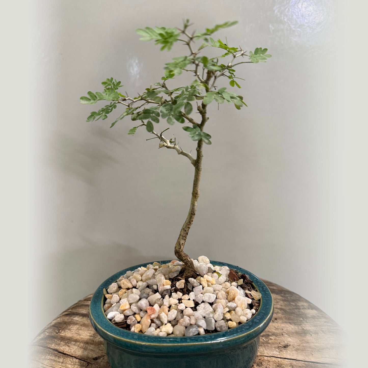 black ebony bonsai tree Texas Ebony – Sunshine Bonsai, Plants & Gifts