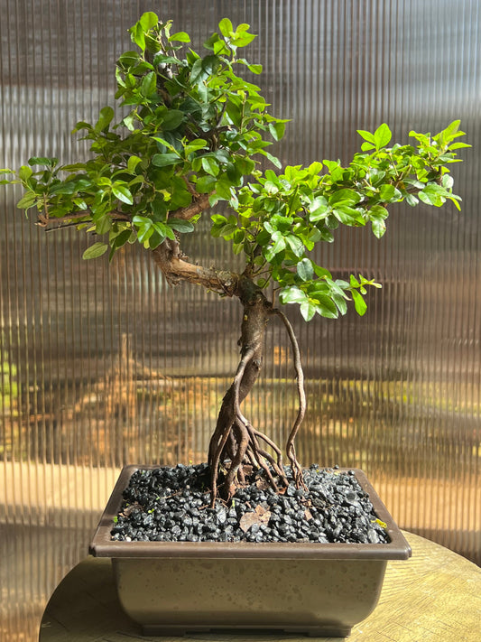 Sweet Plum Syled Import (Sageretta Theezan) - 6in Plastic Bonsai Pot