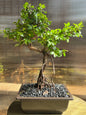 Sweet Plum Syled Import (Sageretta Theezan) - 6in Plastic Bonsai Pot