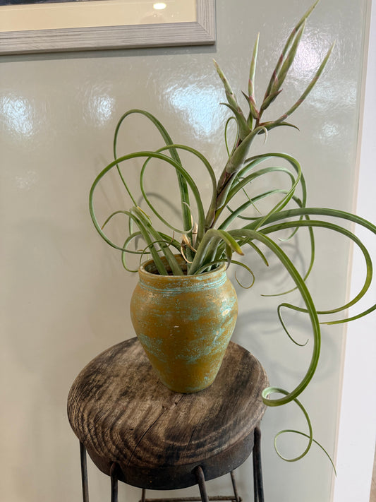 X-Large Tillandsia (Air Plant)