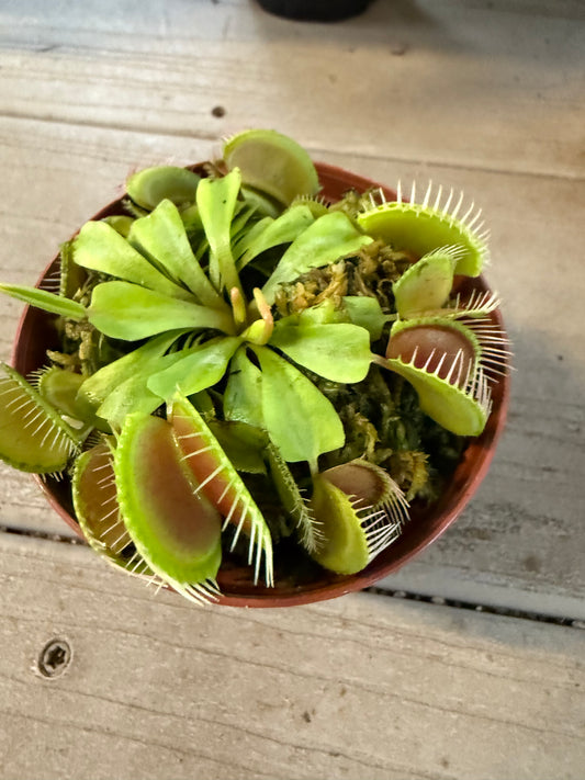 Venus Fly Trap - 3in Unpotted