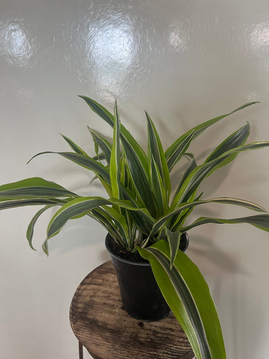 Lemon Lime Warneckii - 6in Unpotted
