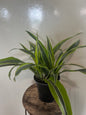Lemon Lime Warneckii - 6in Unpotted