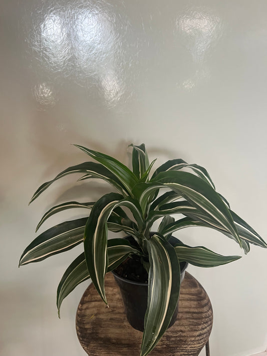 Warneckii - 6in Unpotted