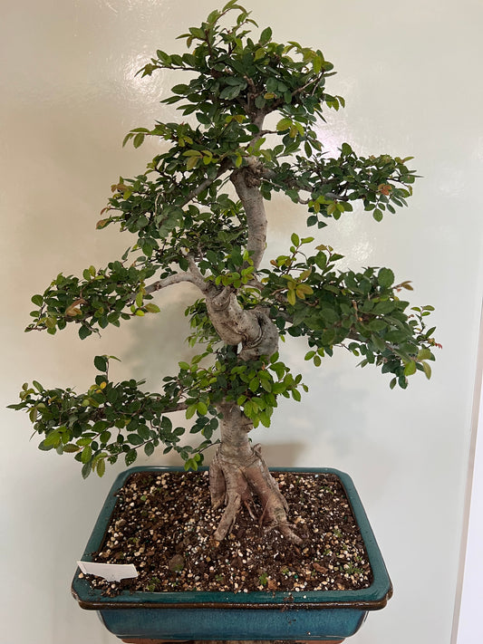 Art Zelkova (Zelkova Serrata)
