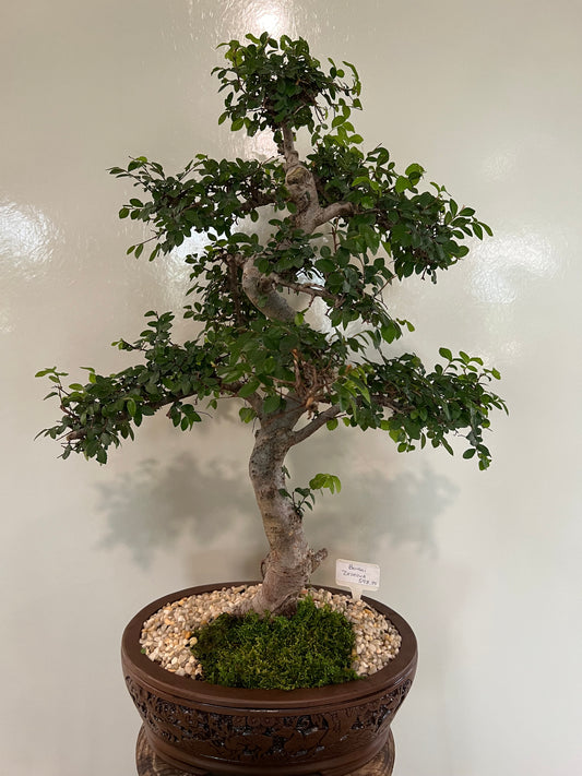 Art Zelkova Large (Japanese Elm)