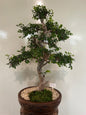 Art Zelkova Large (Japanese Elm)