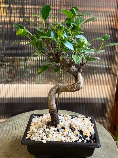 Banyan (Ficus Retusa Styled) - 4in Plastic Bonsai Pot