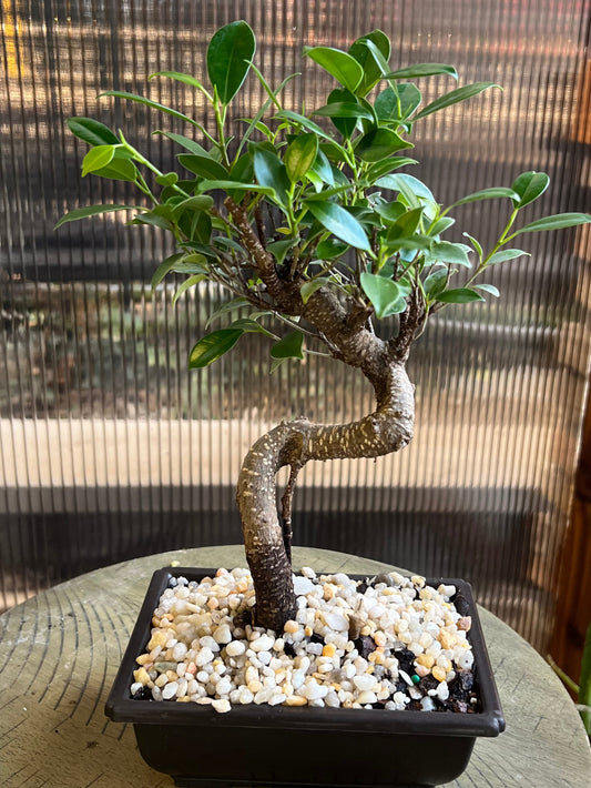Banyan (Ficus Retusa Styled) - 4in Plastic Bonsai Pot