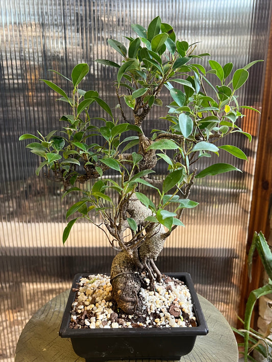 Banyan (Ficus Retusa Styled) - 6in Plastic Bonsai Pot