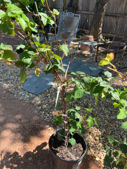 blackberry bonsai tree Arapaho Blackberry