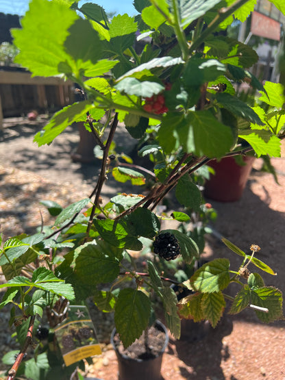 Arapaho Blackberry - 3 Gallon