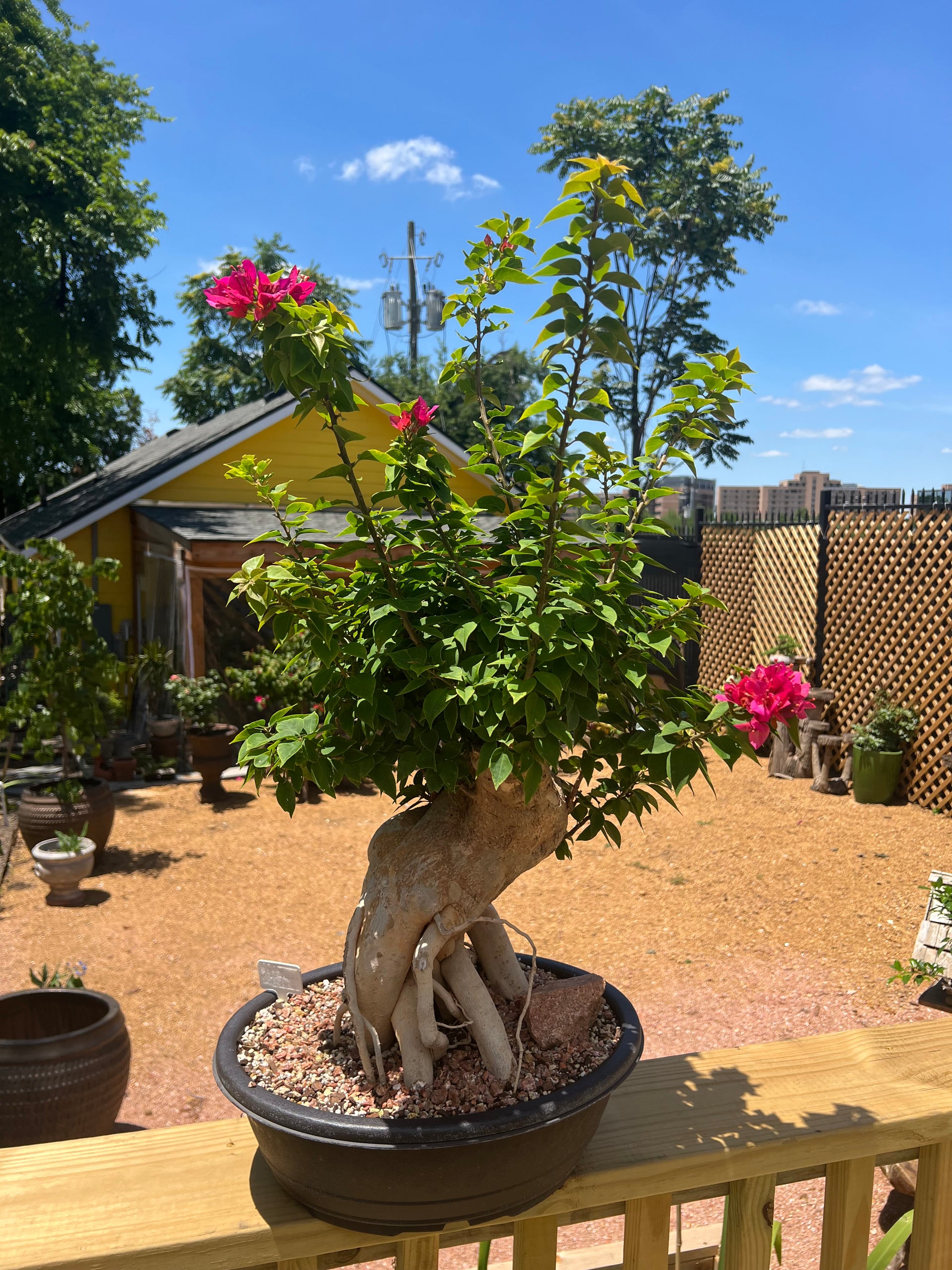 Bougainvillea – Sunshine Bonsai, Plants & Gifts