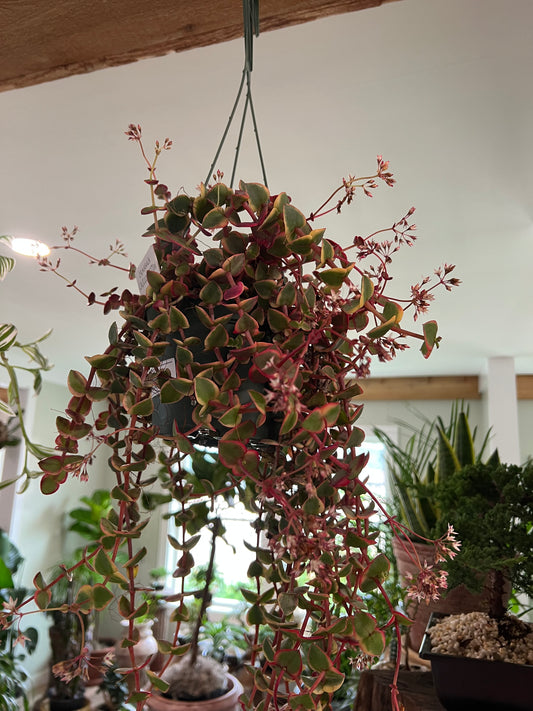 Crassula Calico Kitten - 6in Hanging