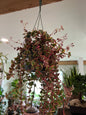 Crassula Calico Kitten - 6in Hanging