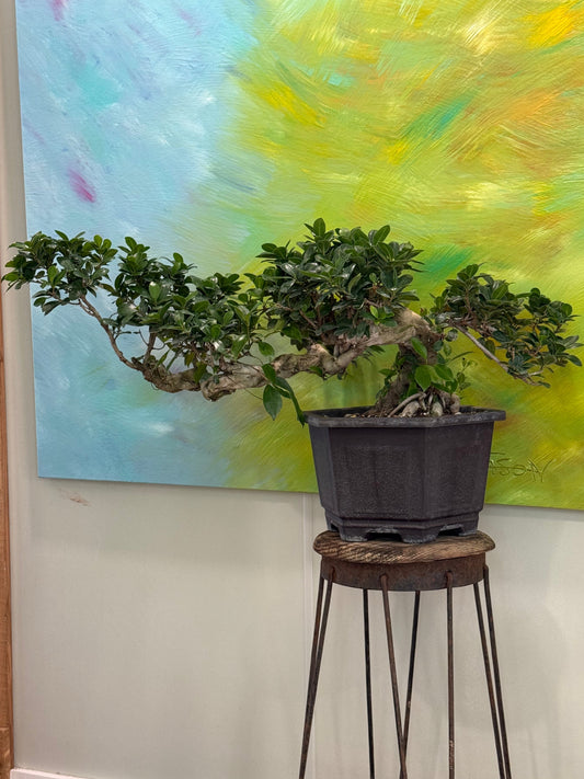 Cascade Art Ficus Retusa (Ficus Microcarpa)