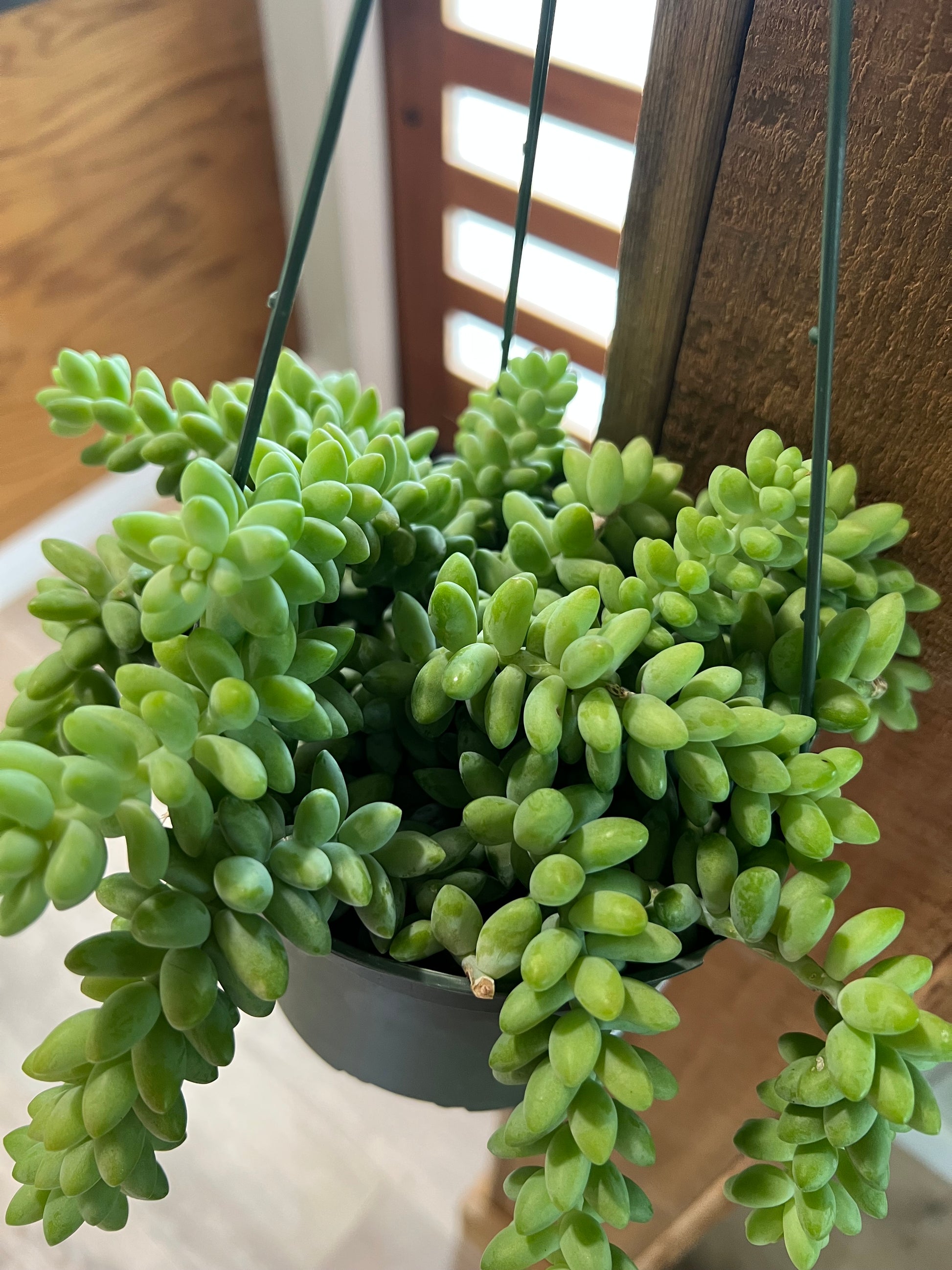 hanging donkey tail plant Donkey Tail 6in Hanging – Sunshine Bonsai, Plants & Gifts