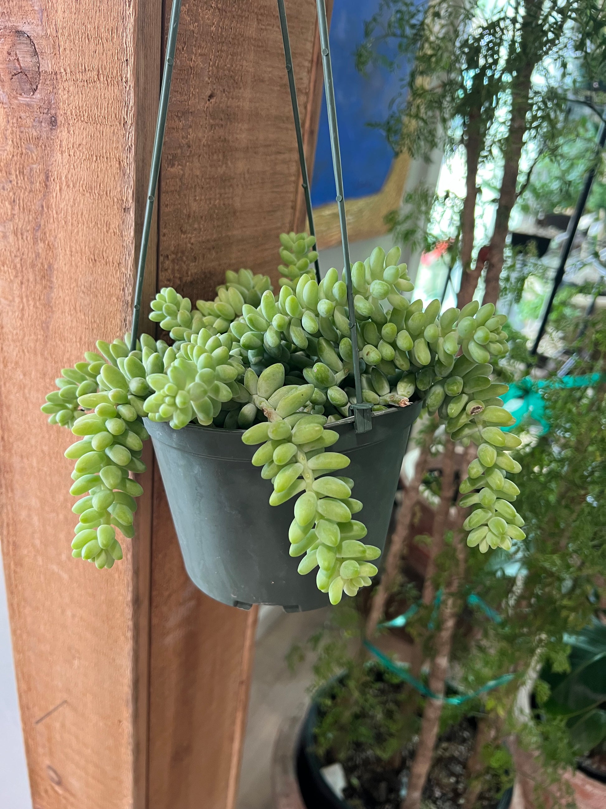 hanging bonsai tree Donkey Tail 6in Hanging – Sunshine Bonsai, Plants & Gifts