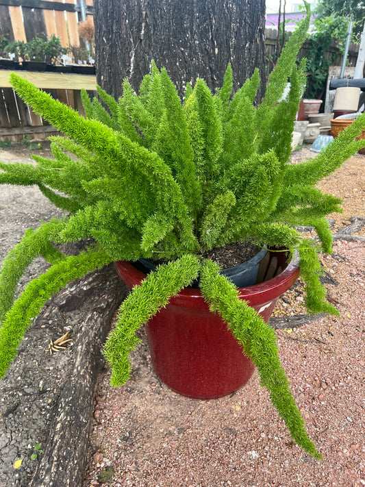 Foxtail Fern -14in Unpotted