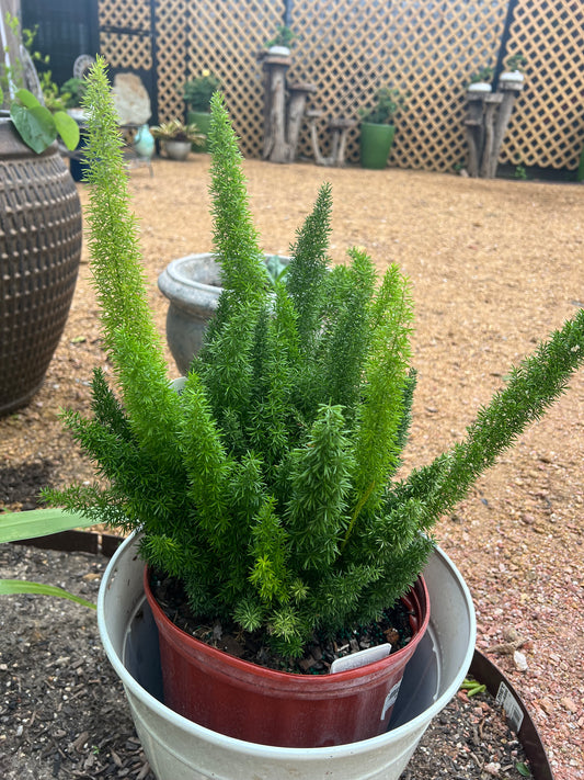 Foxtail Fern ASP.MeyerII -10in Unpotted