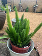 Foxtail Fern ASP.MeyerII -10in Unpotted