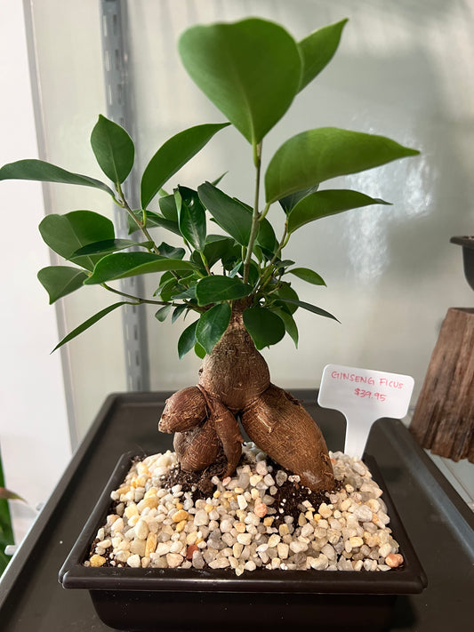Ficus Ginseng - 4in Plastic Pot