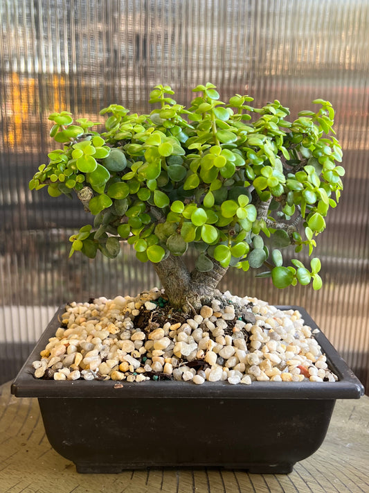 Mini Jade GOLD - 6in Plastic Bonsai Pot