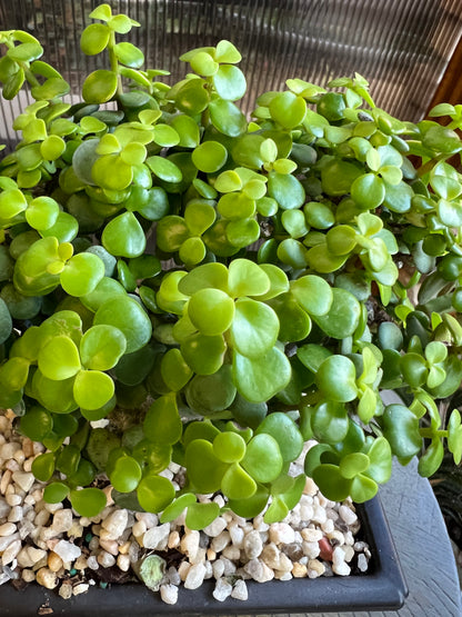 Mini Jade GOLD - 6in Plastic Bonsai Pot